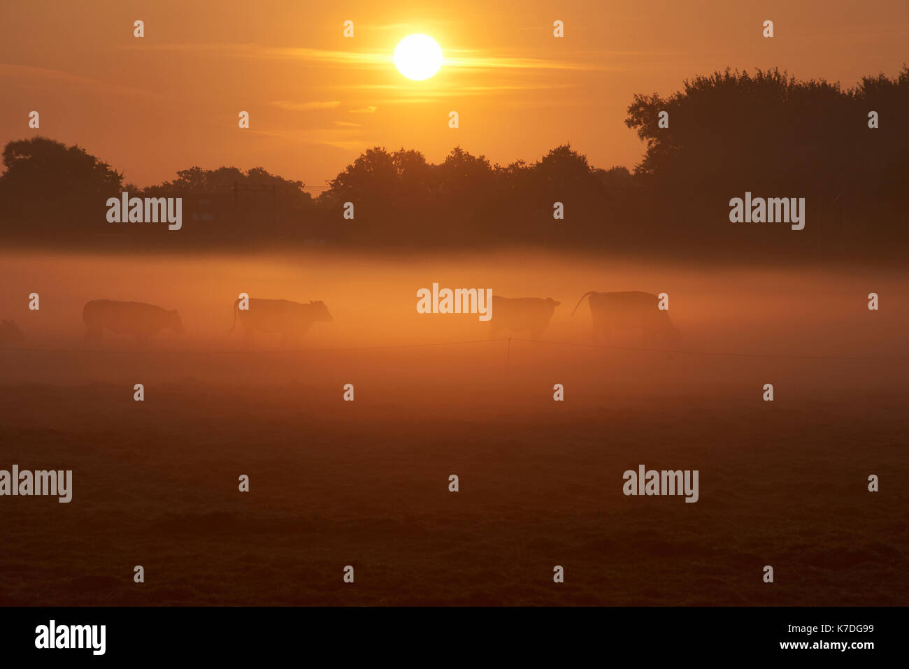 Cows grazing on field during sunrise Stock Photo