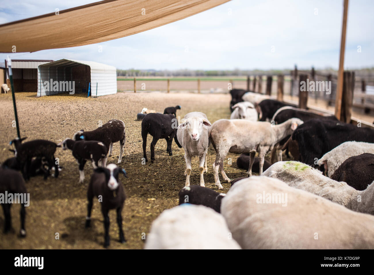Sheep in pen at farm Stock Photo