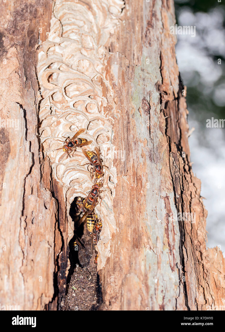 Hornets in their nest in a tree log. Stock Photo