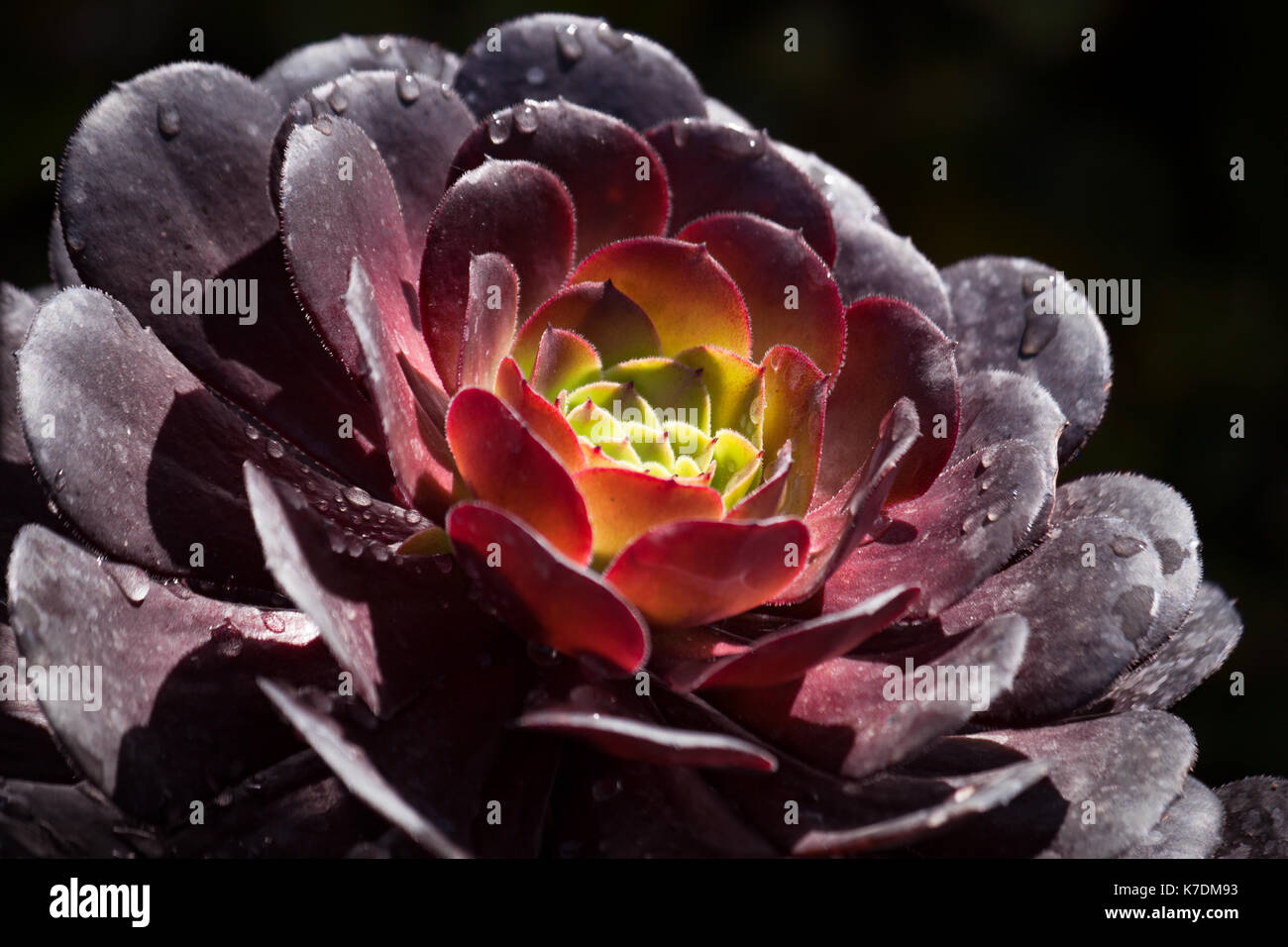 Aeonium  succulent cactus close up against a dark background Stock Photo