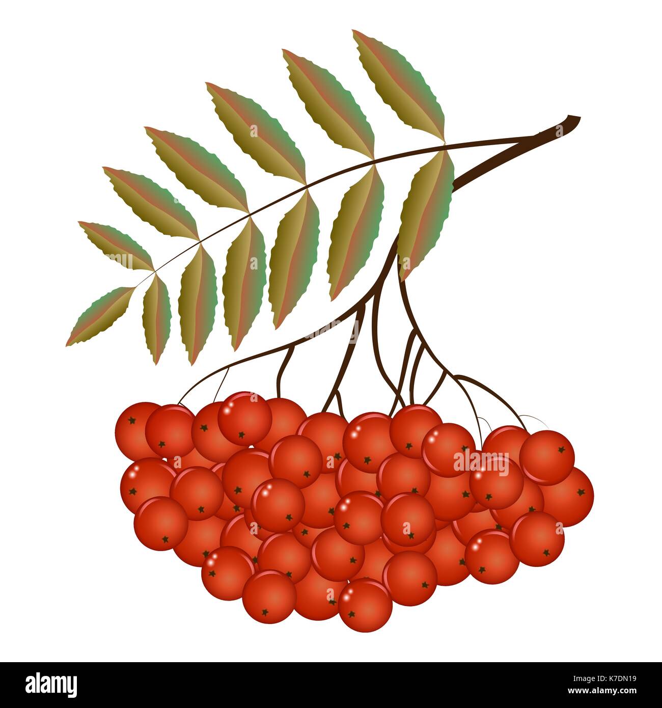 Twigs of Rowan in the autumn Stock Vector