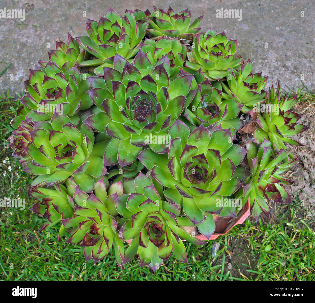 Abundance of house keeper plants in one flowerpot Stock Photo Alamy