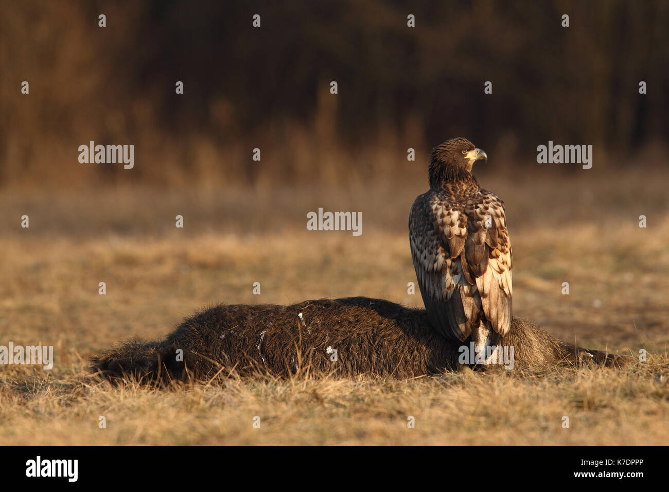 white tailed eagle in winter roost Stock Photo