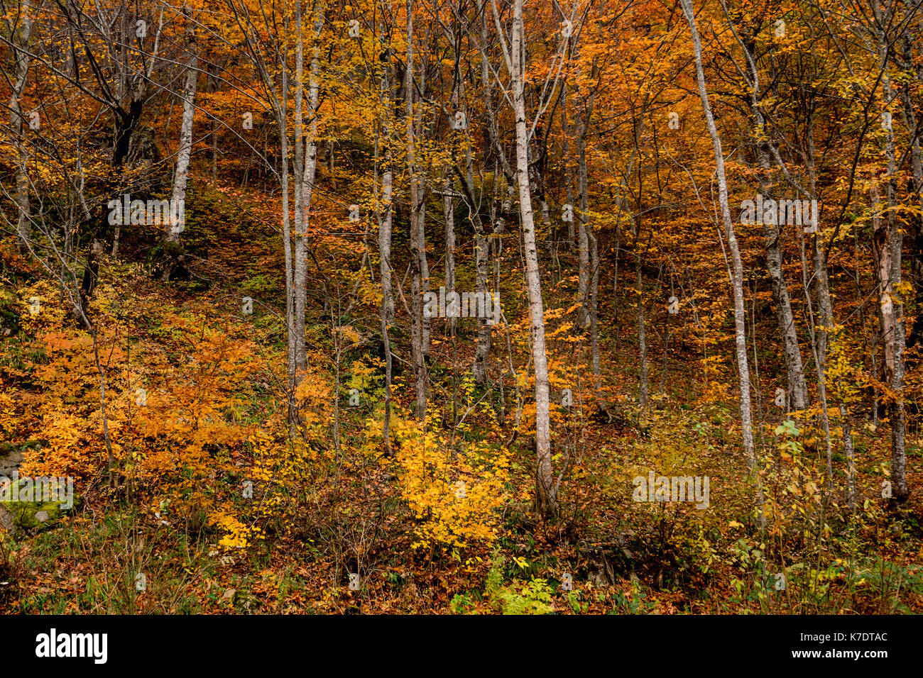 Beautiful autumn forest Stock Photo - Alamy