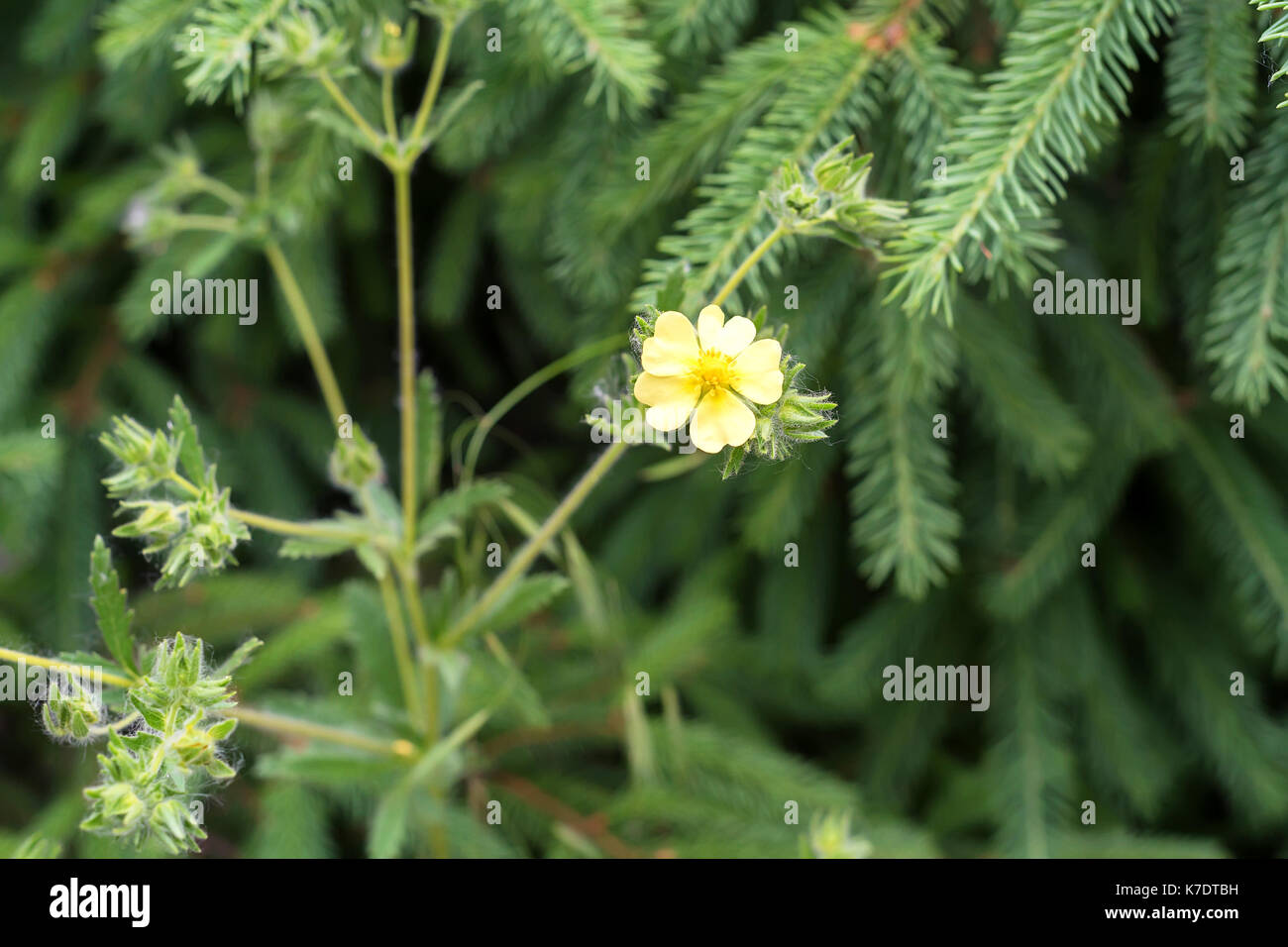 Cultivar shrubby cinquefoil or Dasiphora fruticosa Stock Photo
