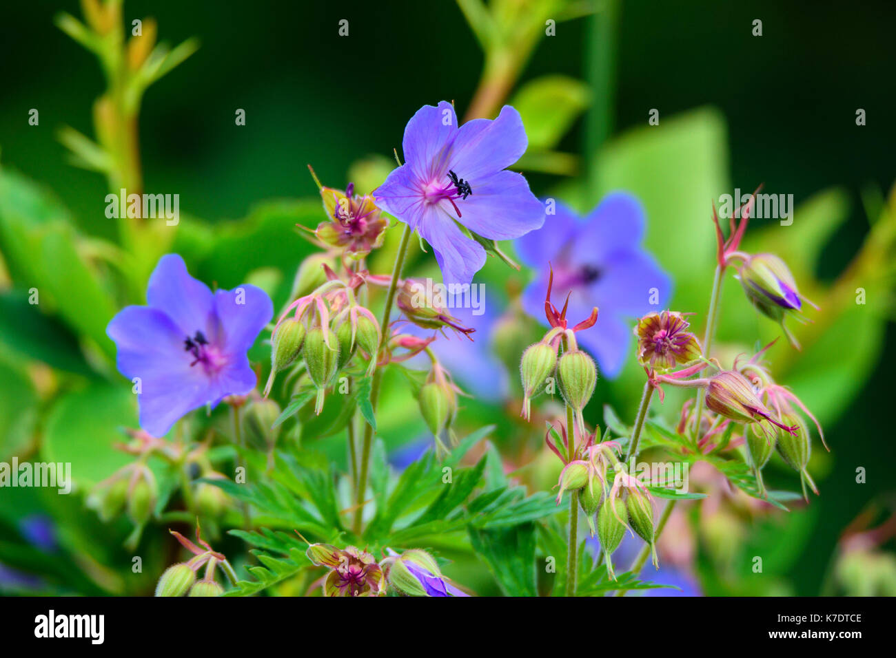 Purple flower of Geranium pratense in field Stock Photo