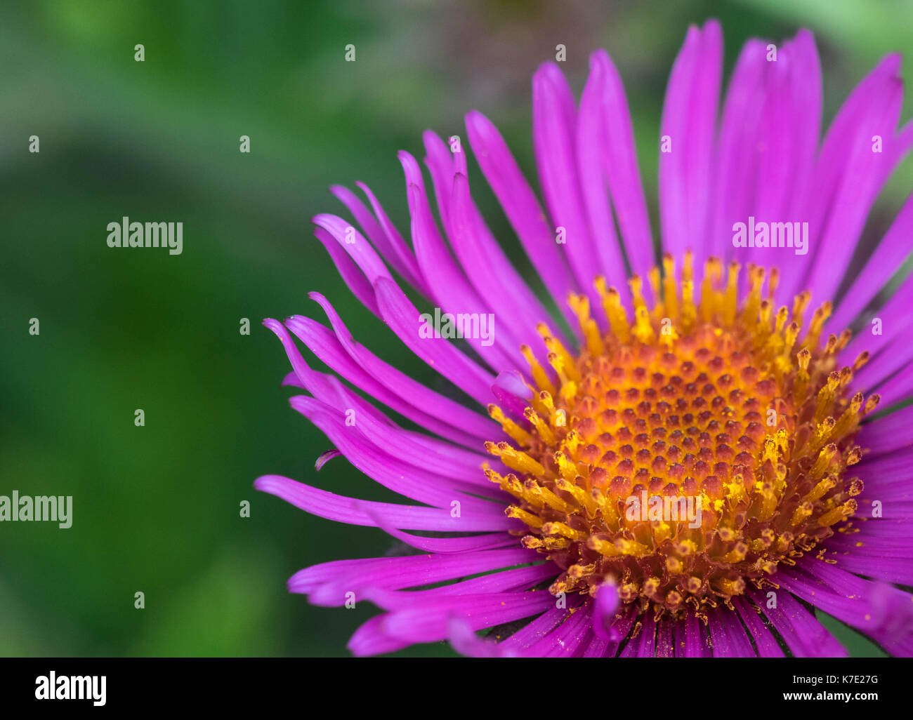 Pink purple cone flowers in garden ECHINACEA PURPUREA PLANT Stock Photo