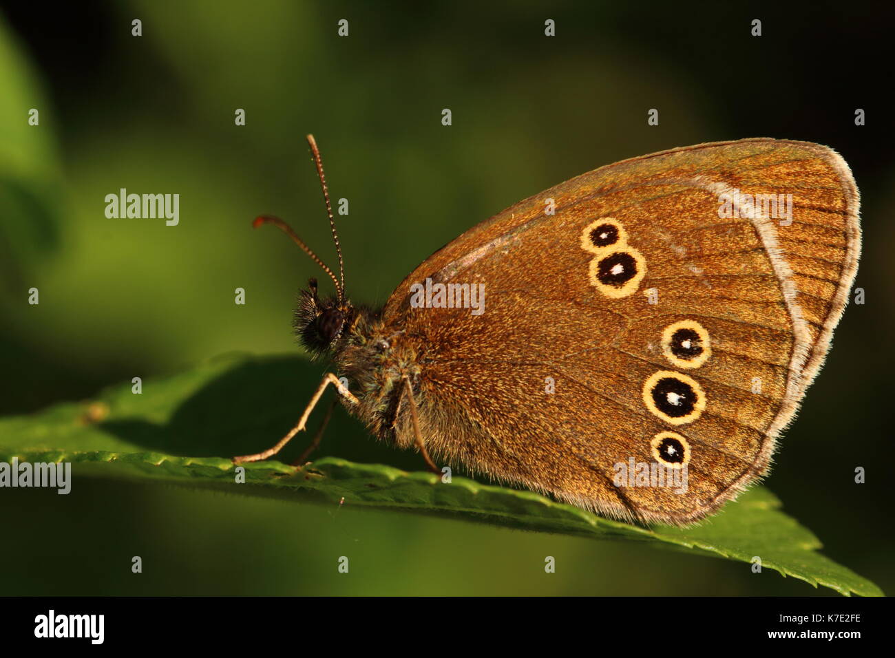 Ringlet butterfly Stock Photo