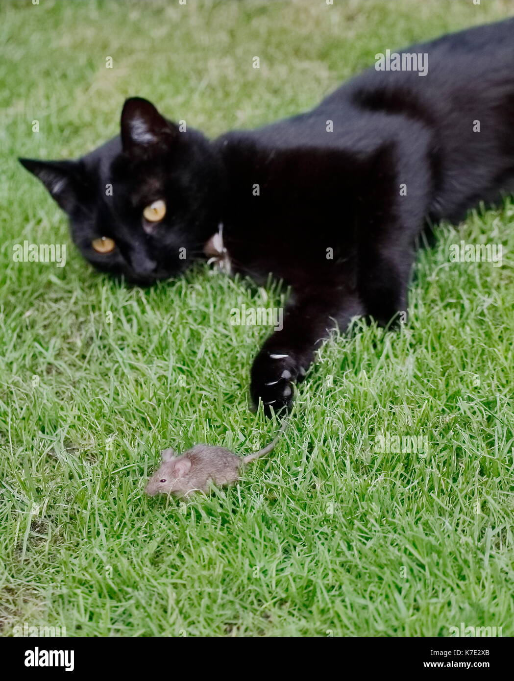 Black cat lying on grass hi-res stock photography and images - Alamy