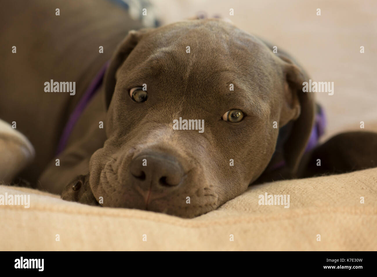 A Blue Nose Pit Bull puppy laying down and staring Stock Photo