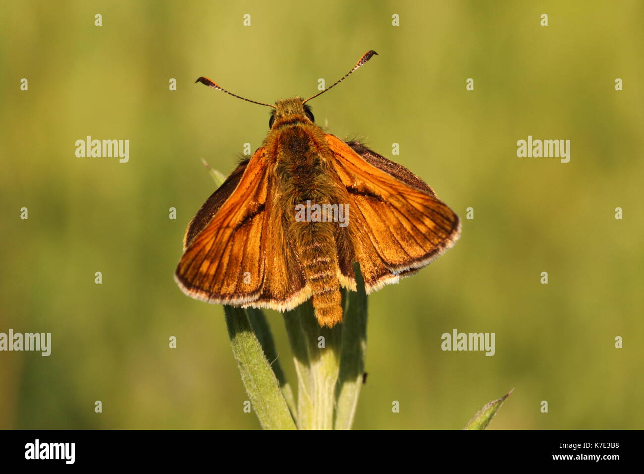 Male Large Skipper butterfly Stock Photo