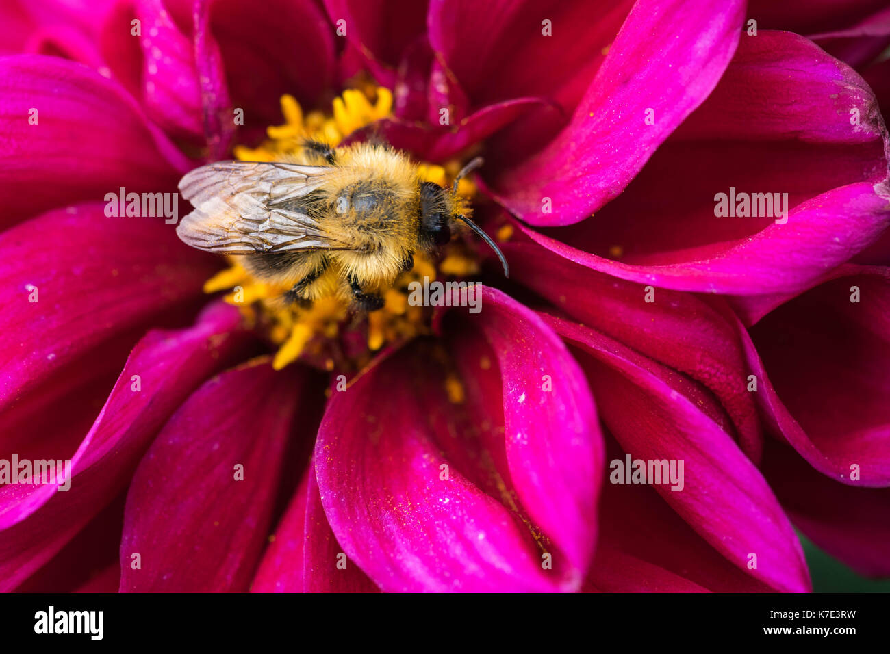 bee collecting nectar on beautiful flowers Stock Photo Alamy