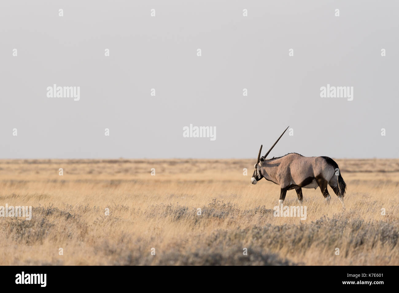 Namibias national animal hi-res stock photography and images - Alamy