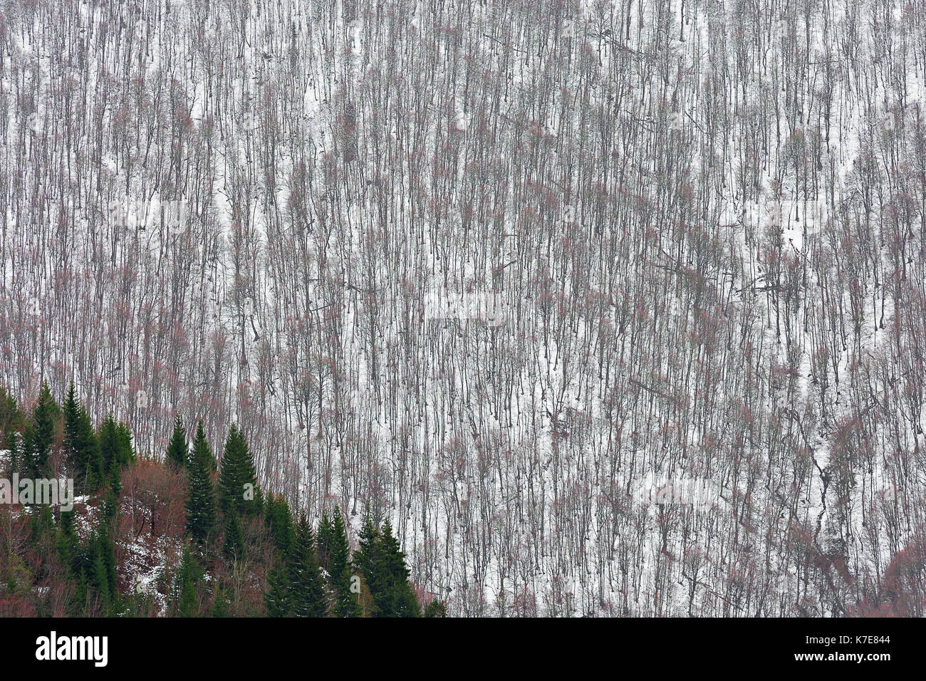 Winter scene over the trees on the side of the Caucasus Mountains in Georgia. Stock Photo