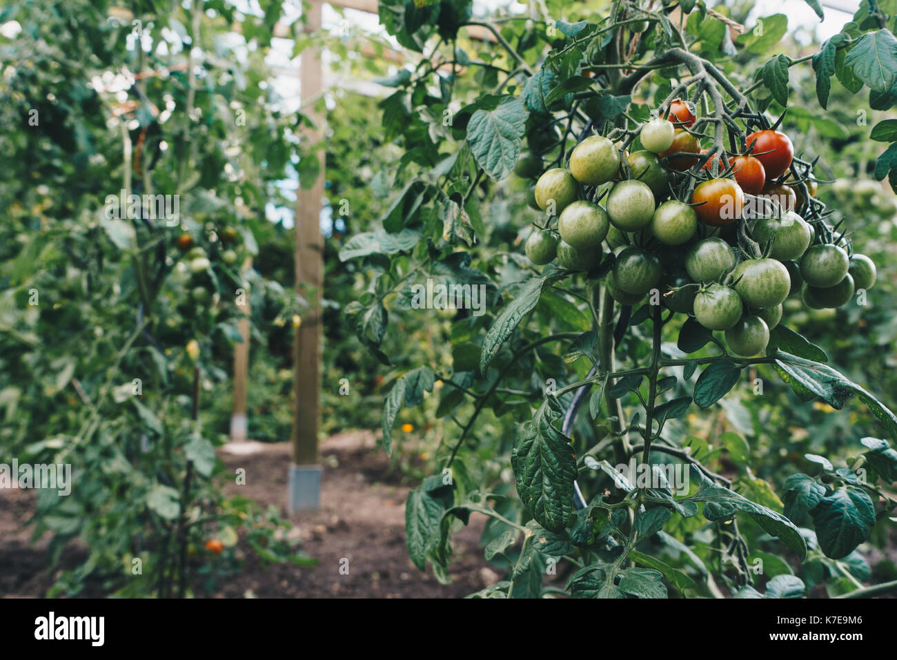 Red and green tomatoes on garden Stock Photo - Alamy