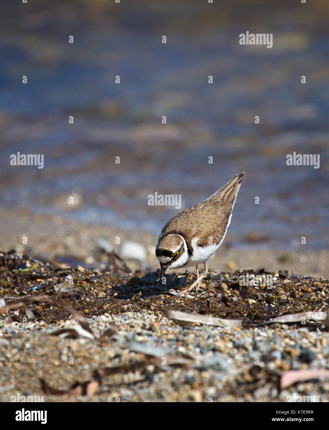 A Little Ringed Plover Charadrius dubius in Ketelios in Kefalonia,Greece Stock Photo