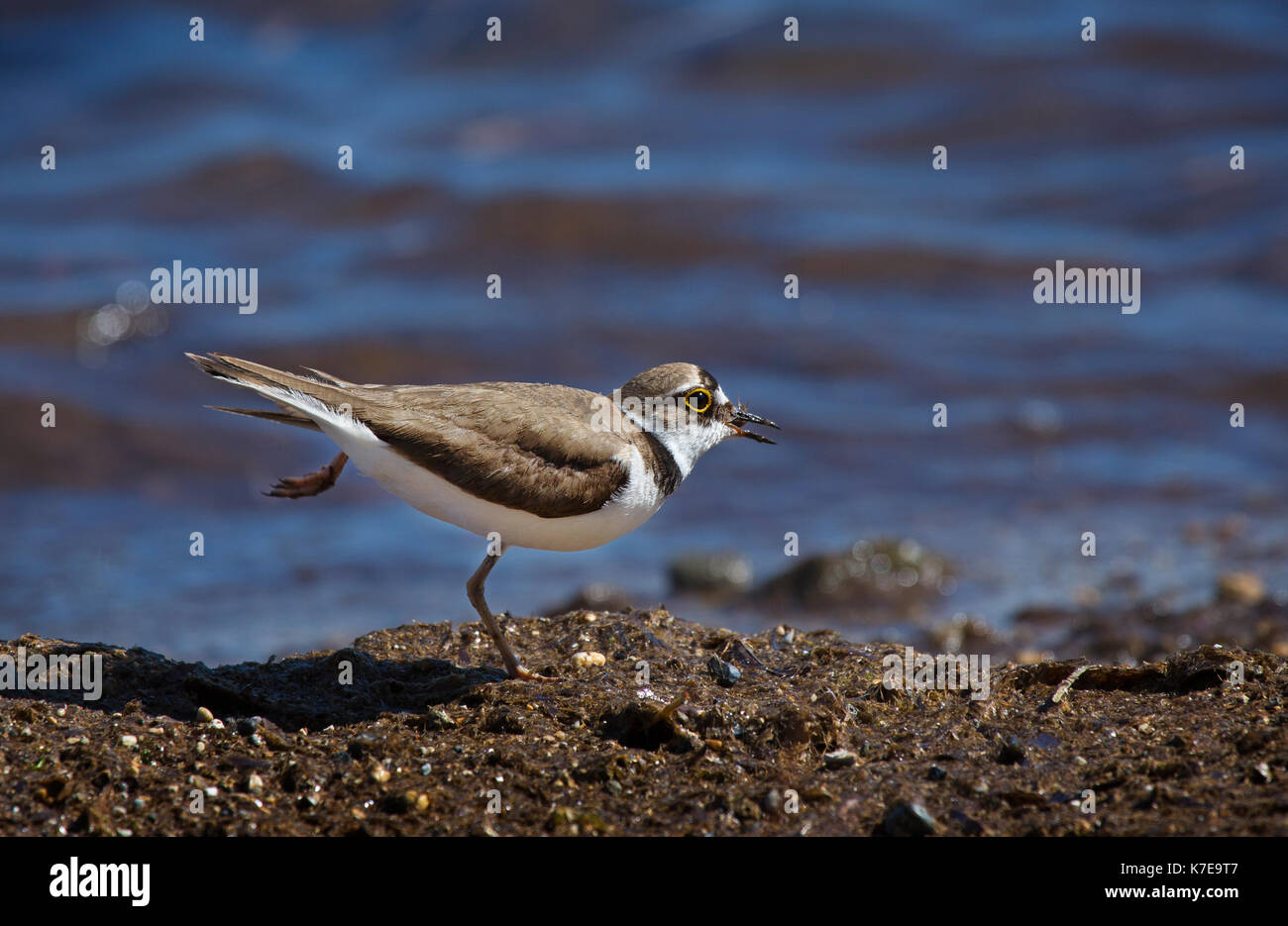 A Little Ringed Plover Charadrius dubius in Ketelios in Kefalonia,Greece Stock Photo
