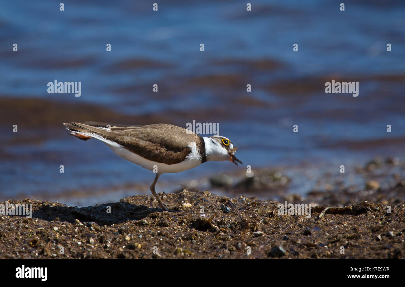 A Little Ringed Plover Charadrius dubius in Ketelios in Kefalonia,Greece Stock Photo