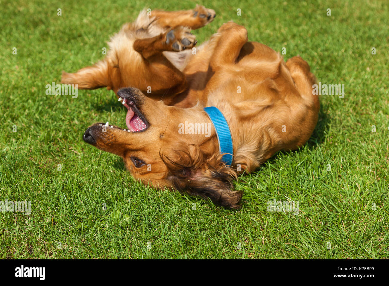 Why Do Dogs Roll On Their Back When Approached