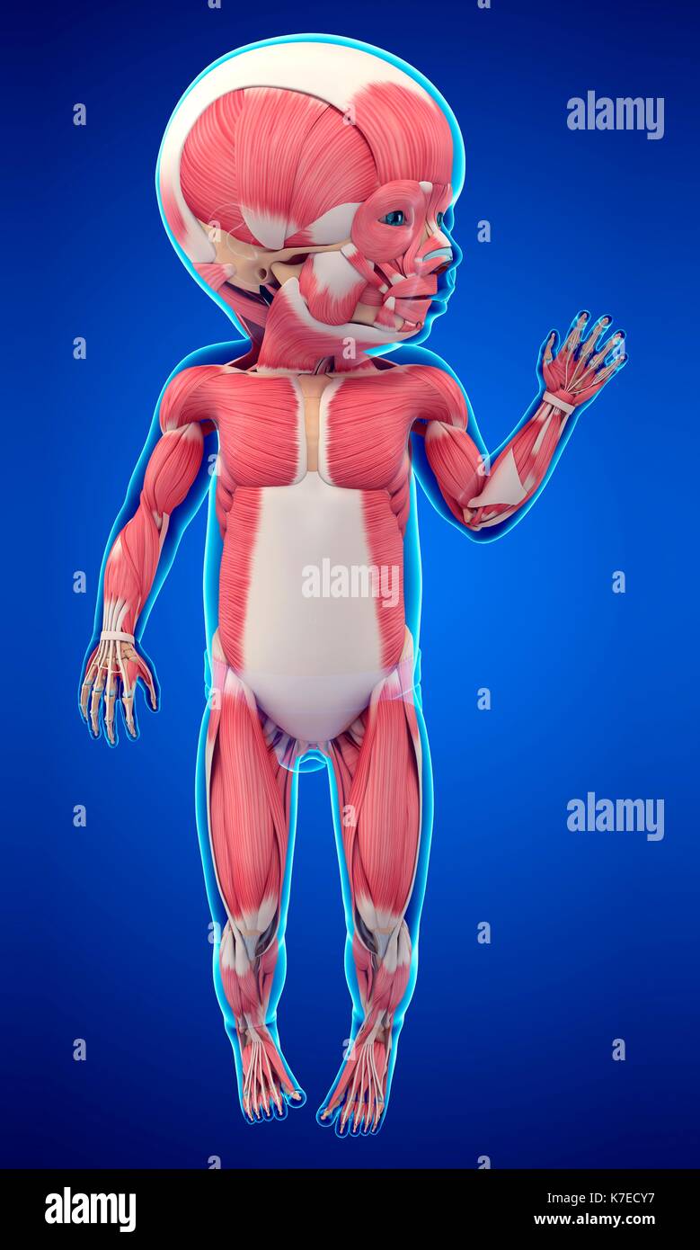 Muscles anatomy child hires stock photography and images Alamy