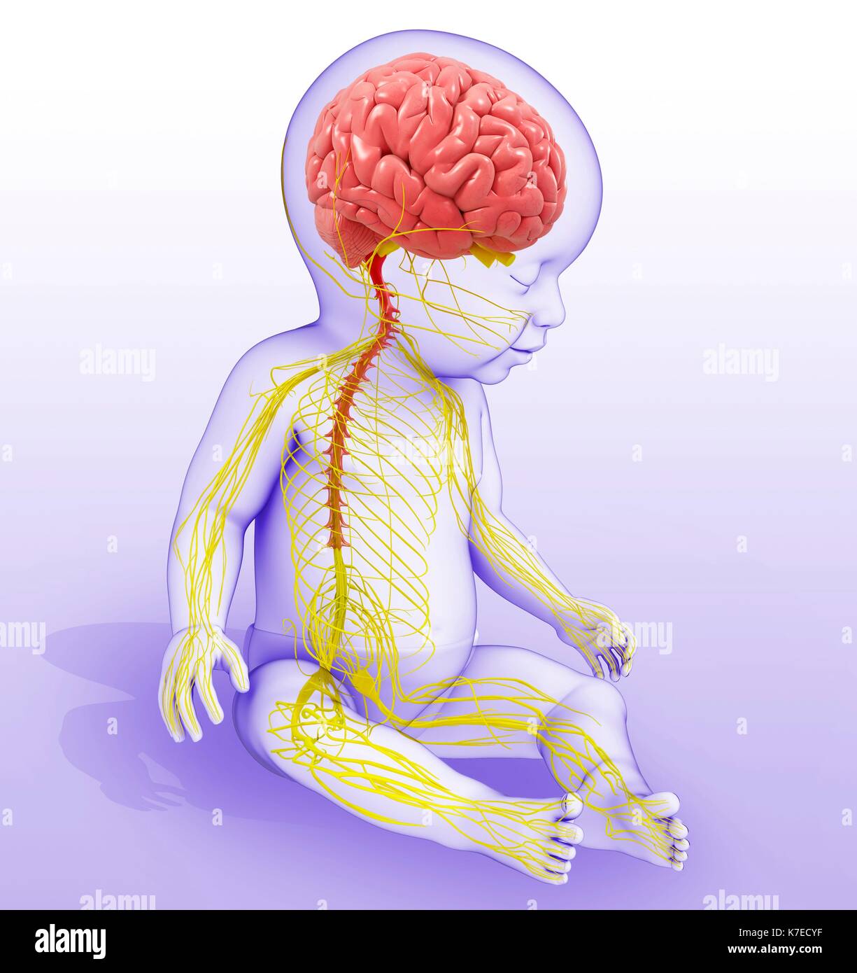 Поражение мозга у новорожденных. Нервная система ребенка. Нервная система новорожденного ребенка. Центральная нервная система ребенка. Спинной мозг ребенка и взрослого.