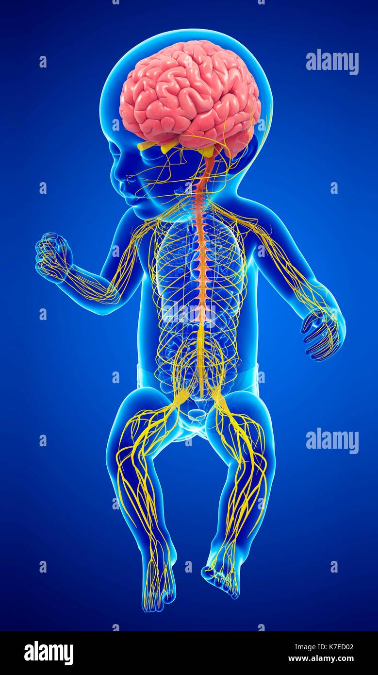 Illustration of a baby's brain and nervous system Stock Photo ...