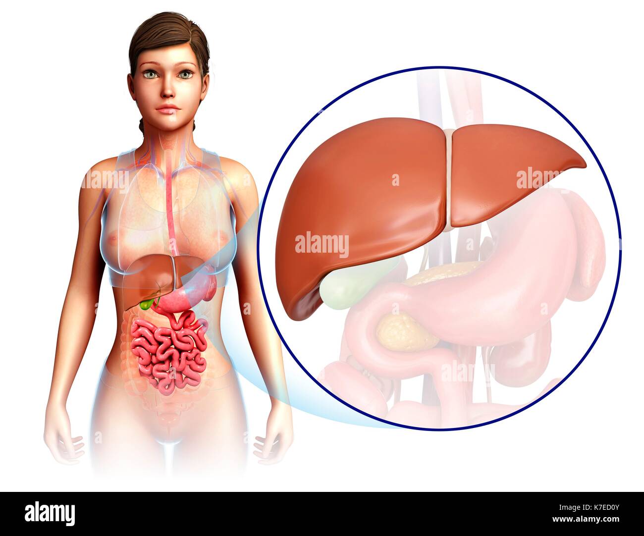 Liver in human body