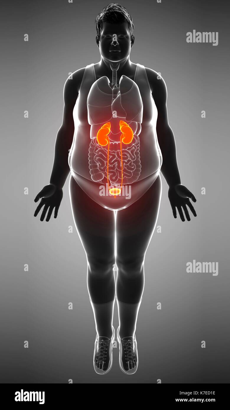 Illustration of male urinary system Stock Photo - Alamy