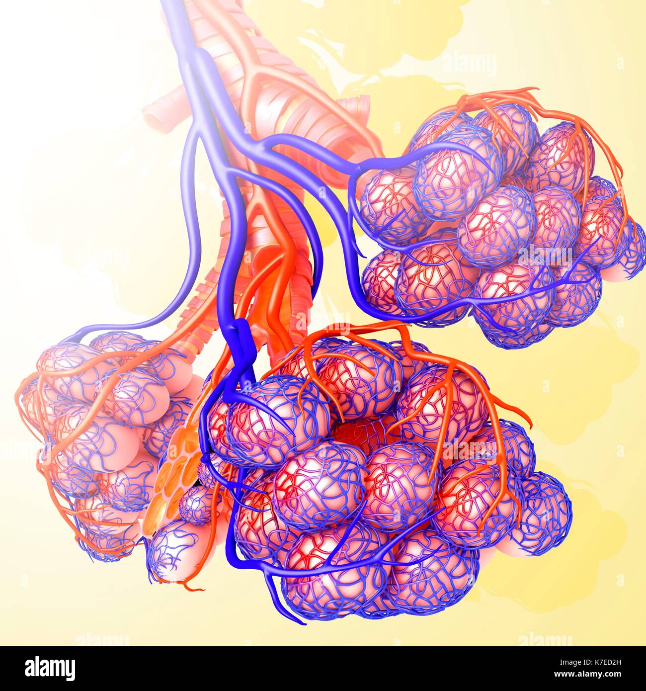 Illustration of alveoli and capillaries. Stock Photo