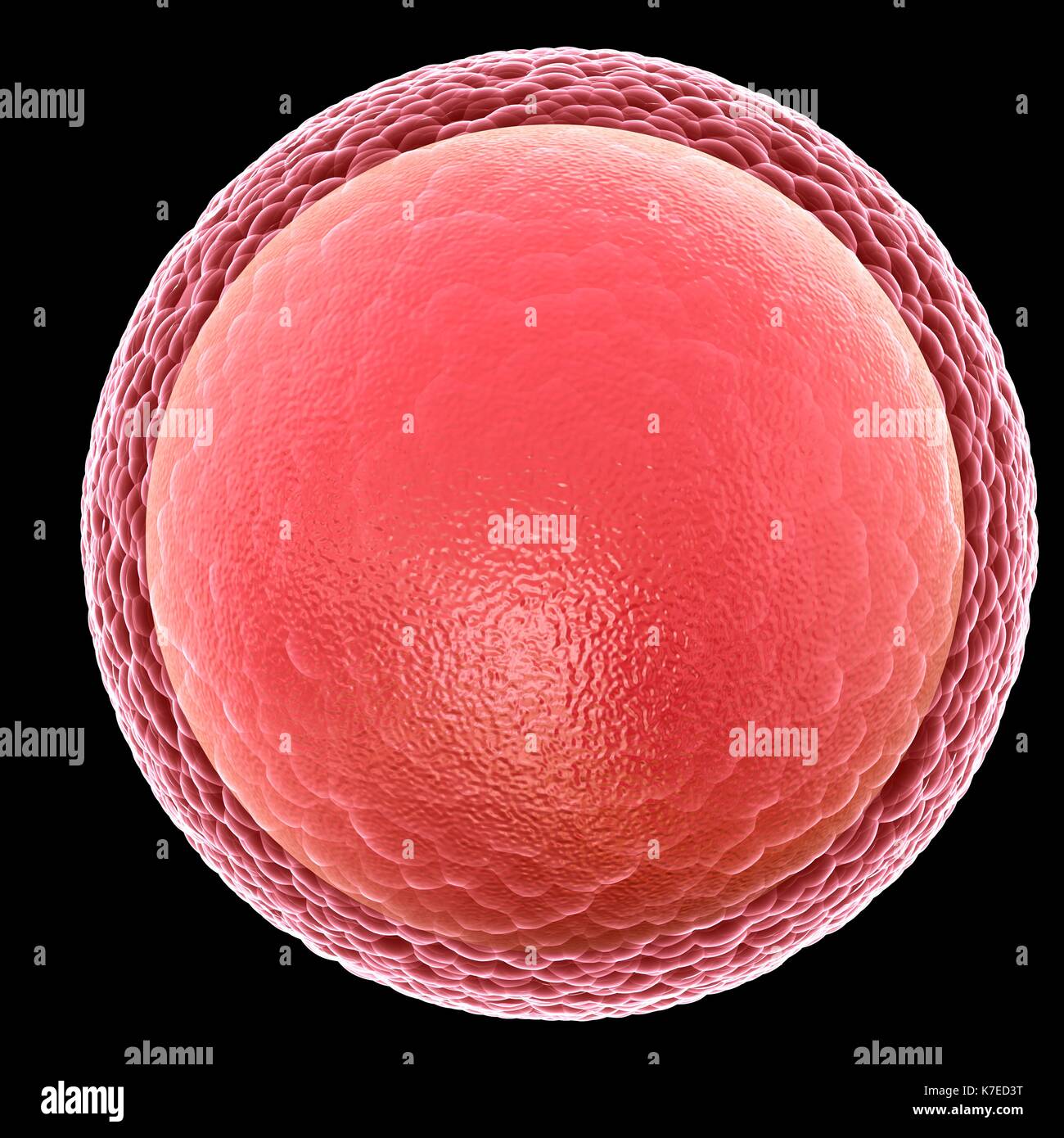 Illustration of a human egg cell (ovum). Stock Photo