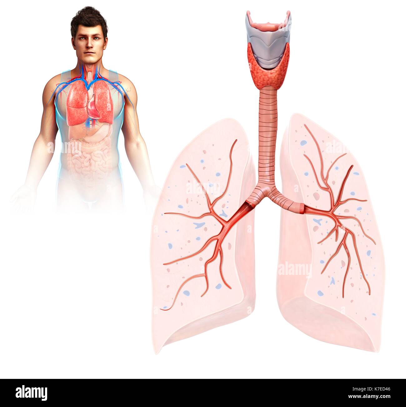 Illustration of male lung anatomy Stock Photo - Alamy