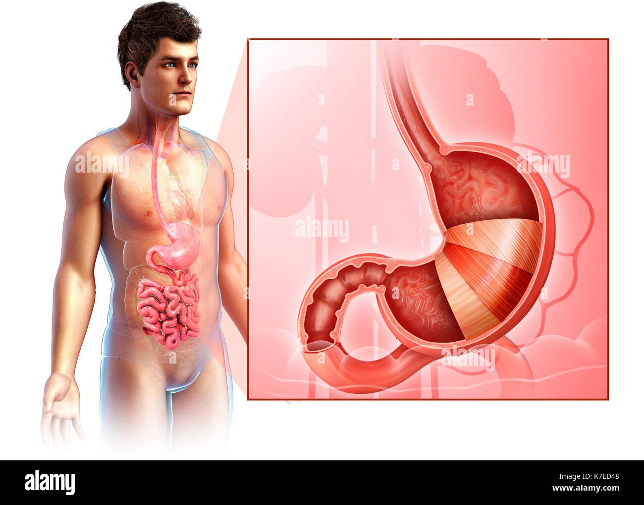 Illustration of male stomach layers anatomy. Stock Photo
