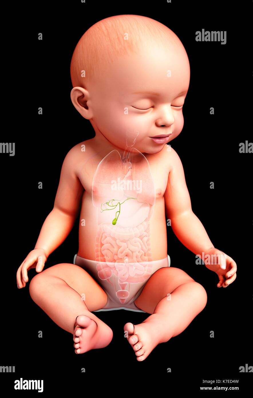 Illustration of a baby's gall bladder Stock Photo Alamy