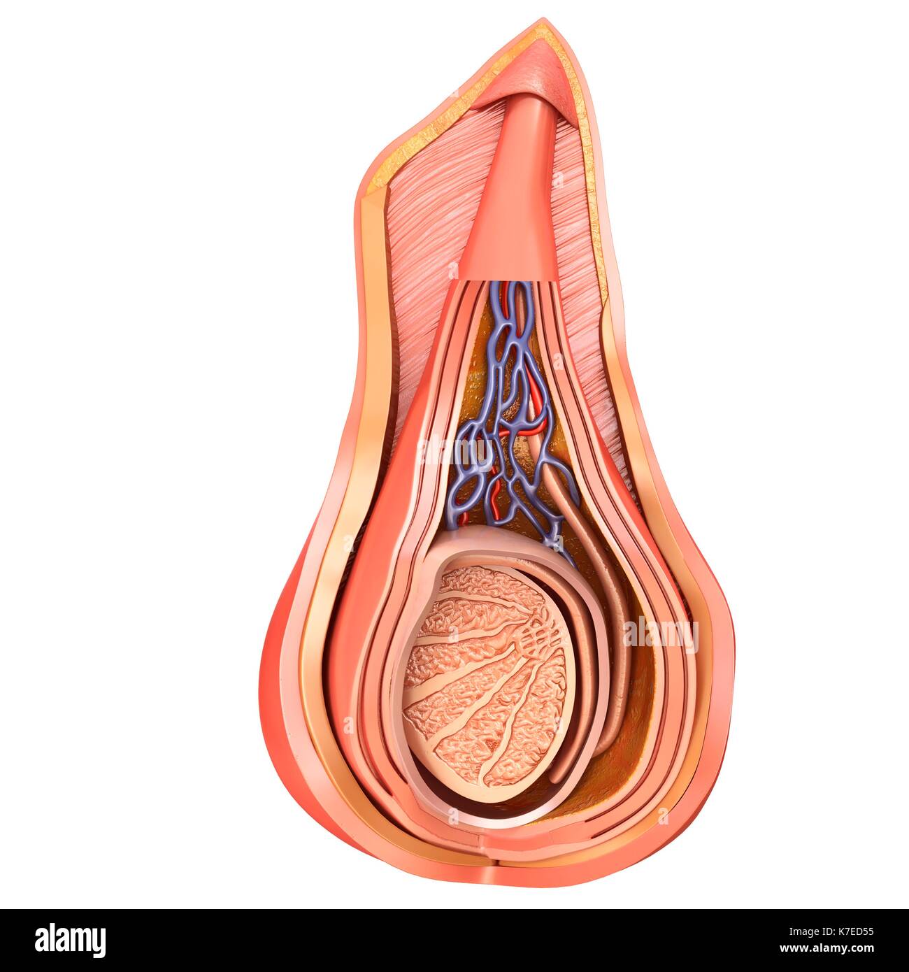 Illustration of scrotal layers of testis. Stock Photo