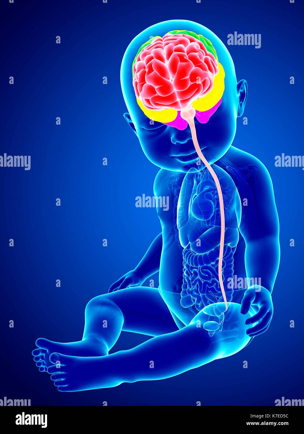 Illustration of a baby's brain regions and spinal cord. Stock Photo