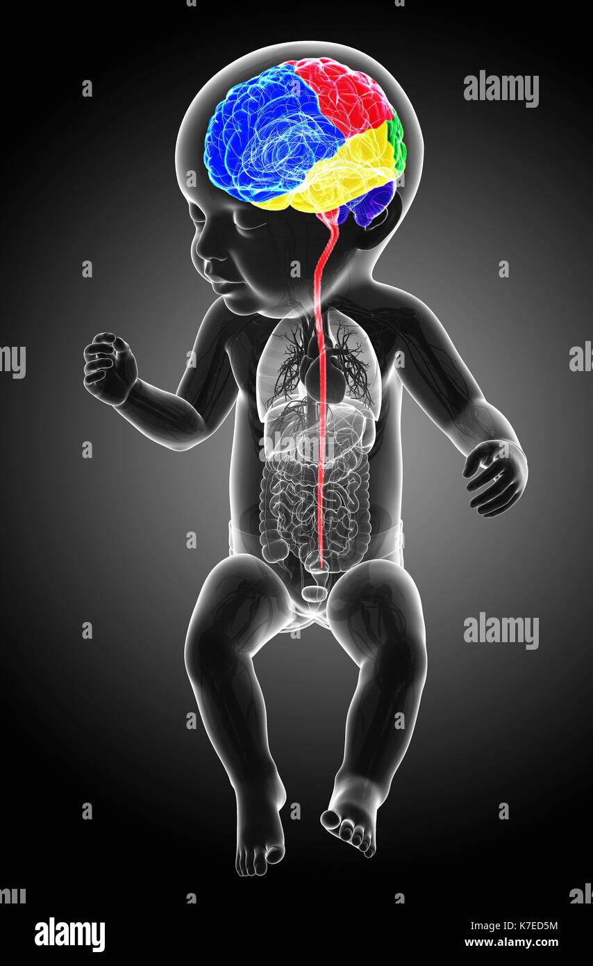 Illustration of a baby's brain regions and spinal cord. Stock Photo