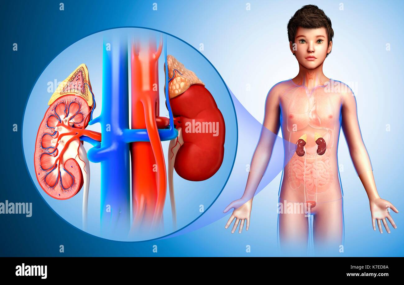 Infant Kidneys Illustration of a child's kidney anatomy Stock Photo - Alamy