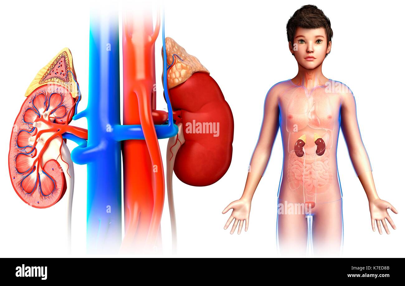 Infant Kidneys Illustration of a child's kidney anatomy Stock Photo - Alamy