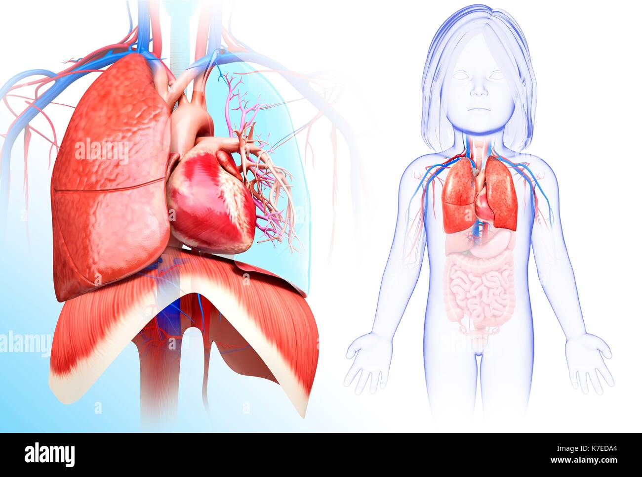 Childs lung anatomy hires stock photography and images Alamy