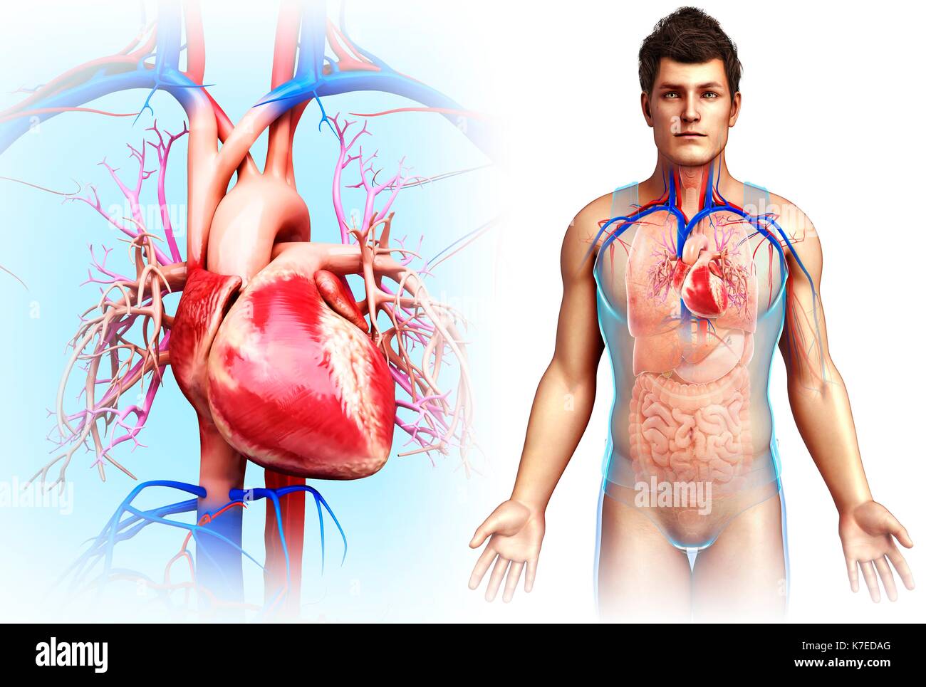 Illustration of male heart Stock Photo - Alamy