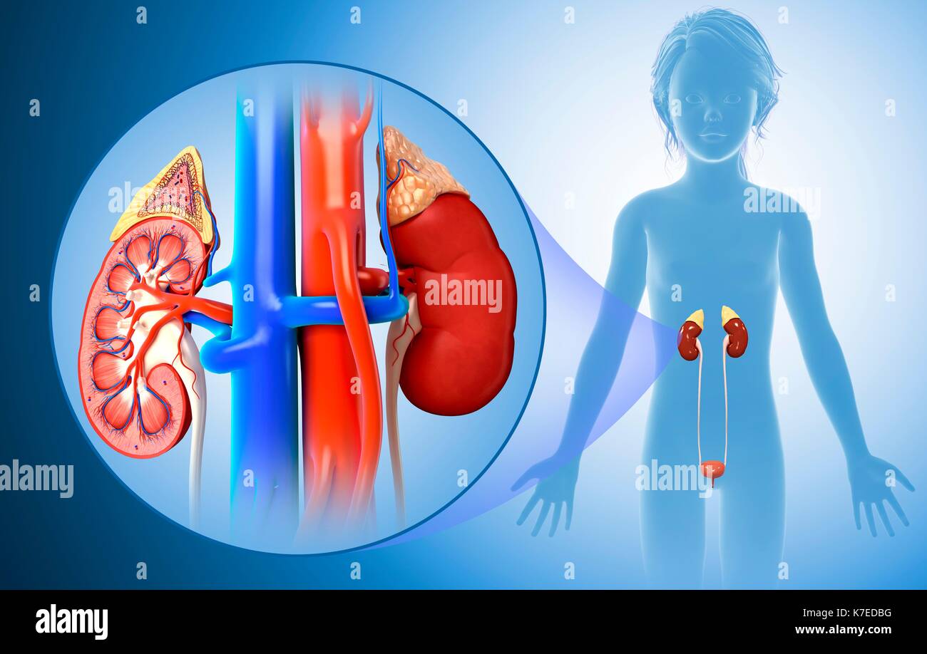 Illustration of a child's kidney anatomy Stock Photo Alamy