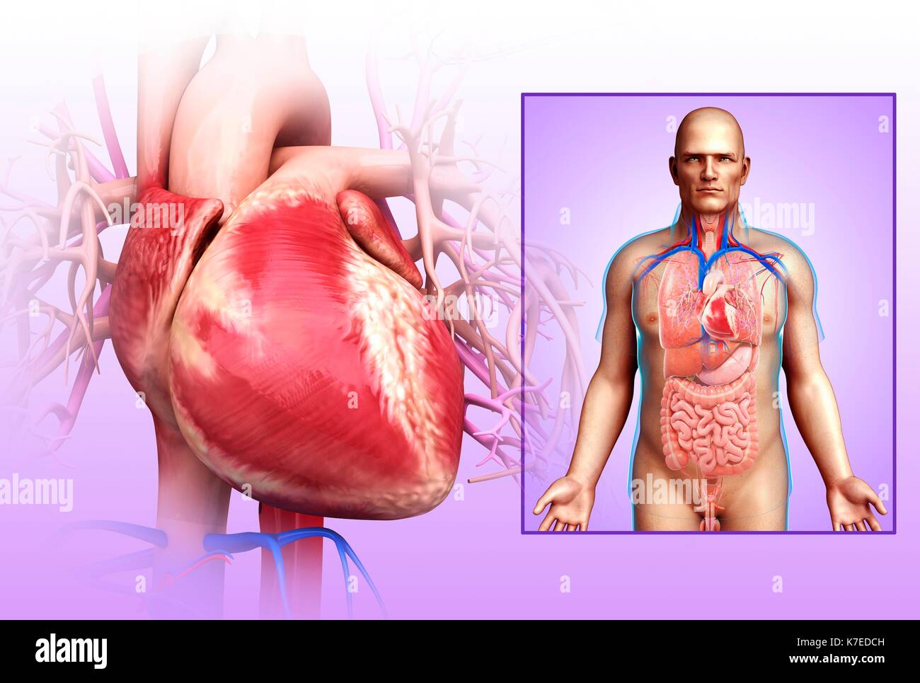 Illustration of male heart Stock Photo - Alamy
