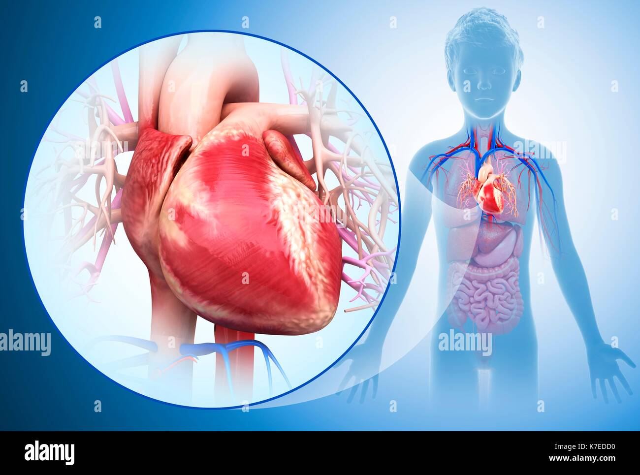 Illustration of a child's heart Stock Photo Alamy