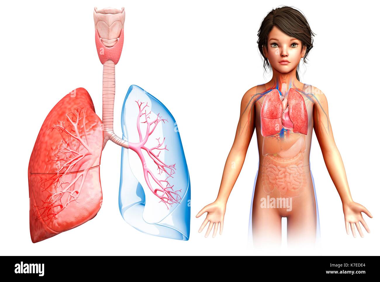 Illustration of a child's lung anatomy Stock Photo - Alamy