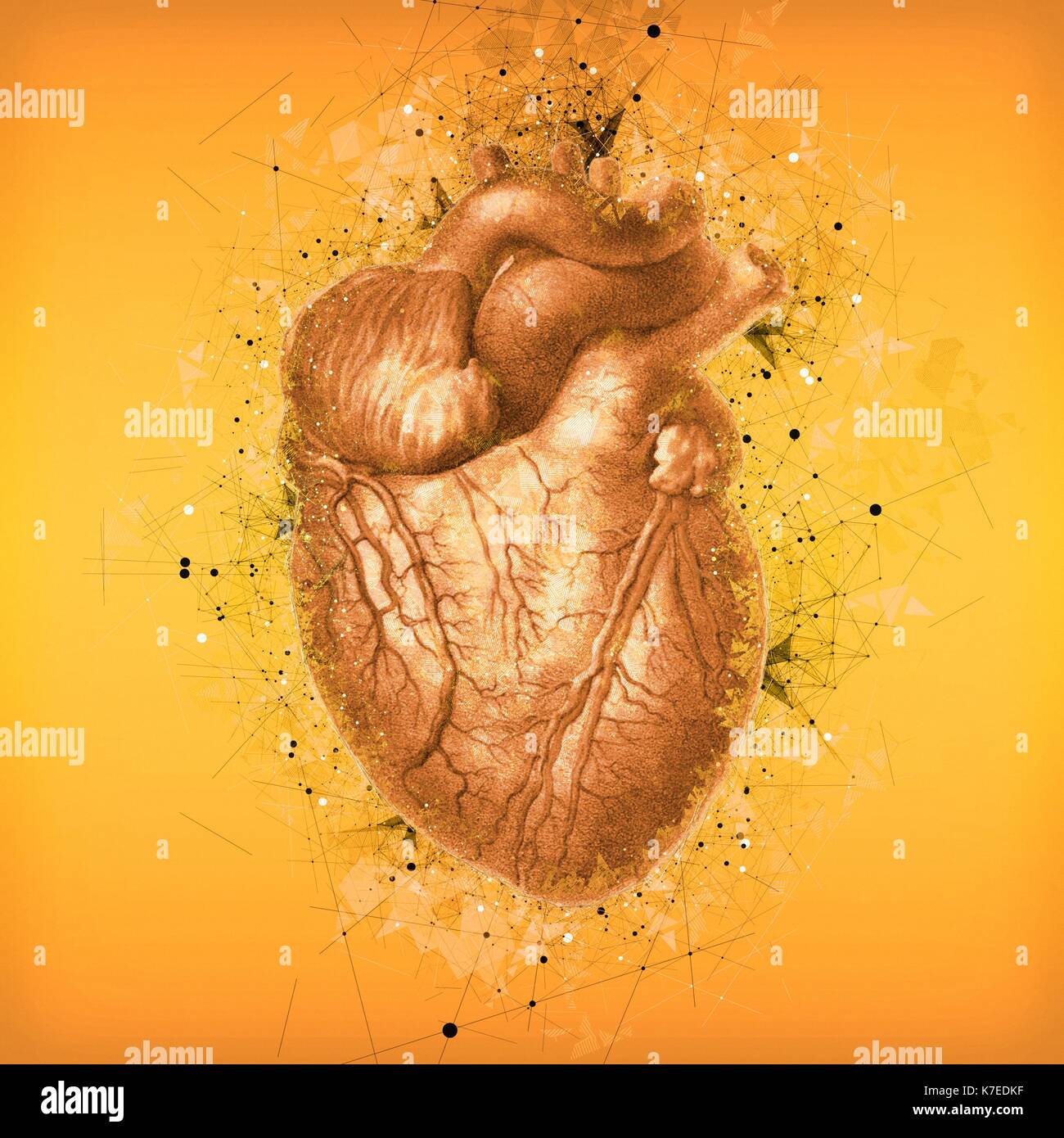 Oxygenated deoxygenated blood High Resolution Stock Photography and