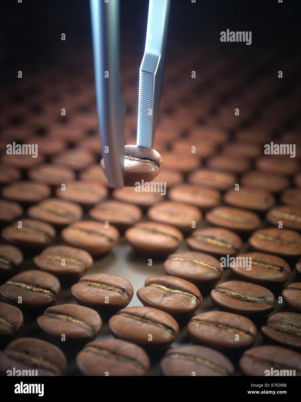 Tweezers selecting coffee bean, close up. Stock Photo