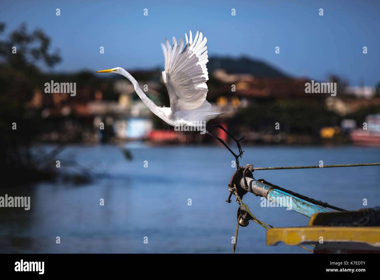 Great egret (Ardea Alba) taking flight from fishing boat. Stock Photo