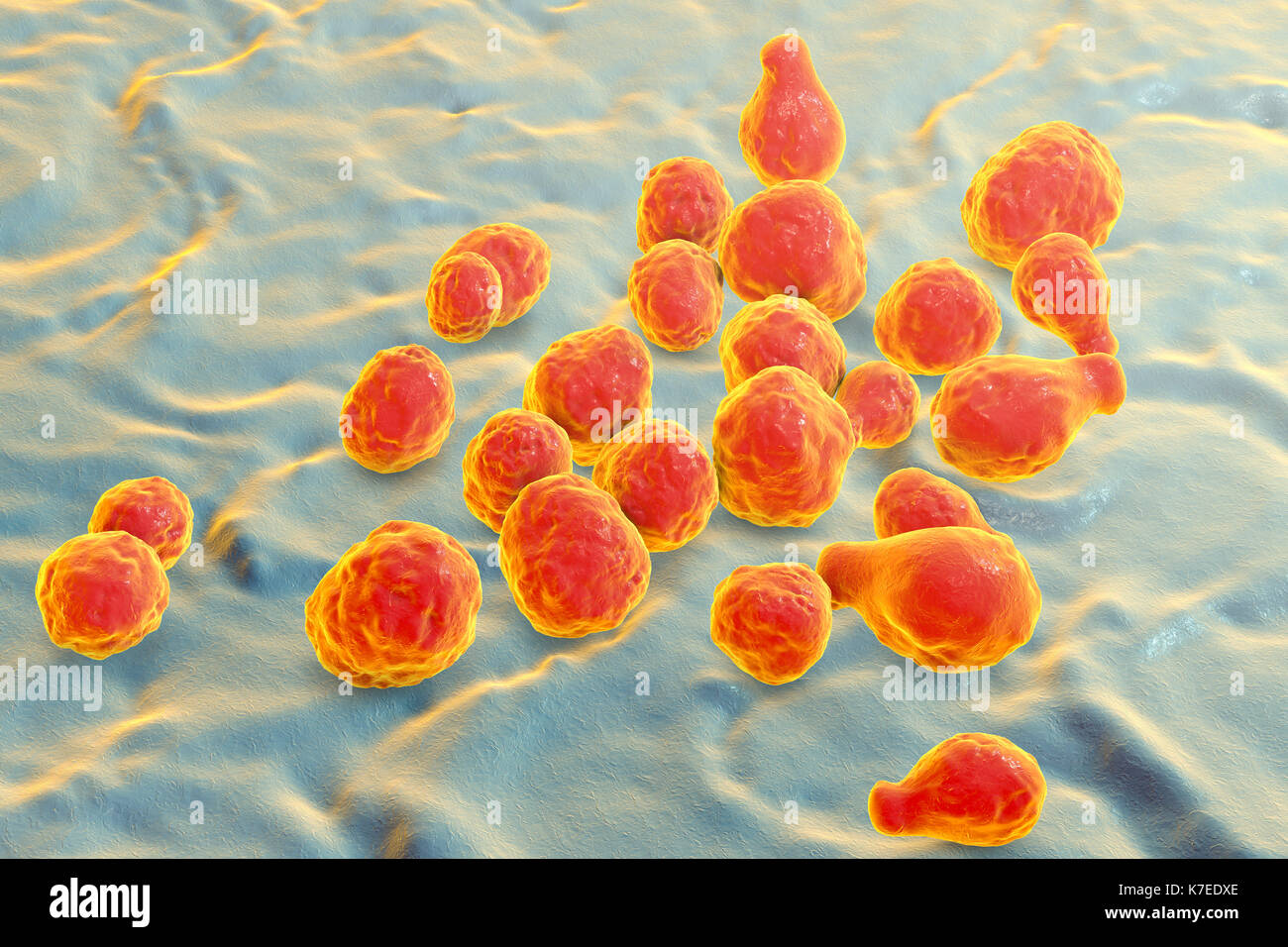 Cryptococcus neoformans fungus, computer illustration. C. neoformans is a yeast-like fungus that reproduces by budding. An acidic mucopolysaccharide capsule completely encloses the fungus. It can cause the disease cryptococcosis, especially in immune deficient patients, such as those with HIV/AIDS (acquired immunodeficiency syndrome). It can infect the brain, causing meningitis or brain abscesses, lungs or skin. The most common clinical form is meningoencephalitis. It is caused by inhaling the fungus from soil that has been contaminated by pigeon droppings. Stock Photo