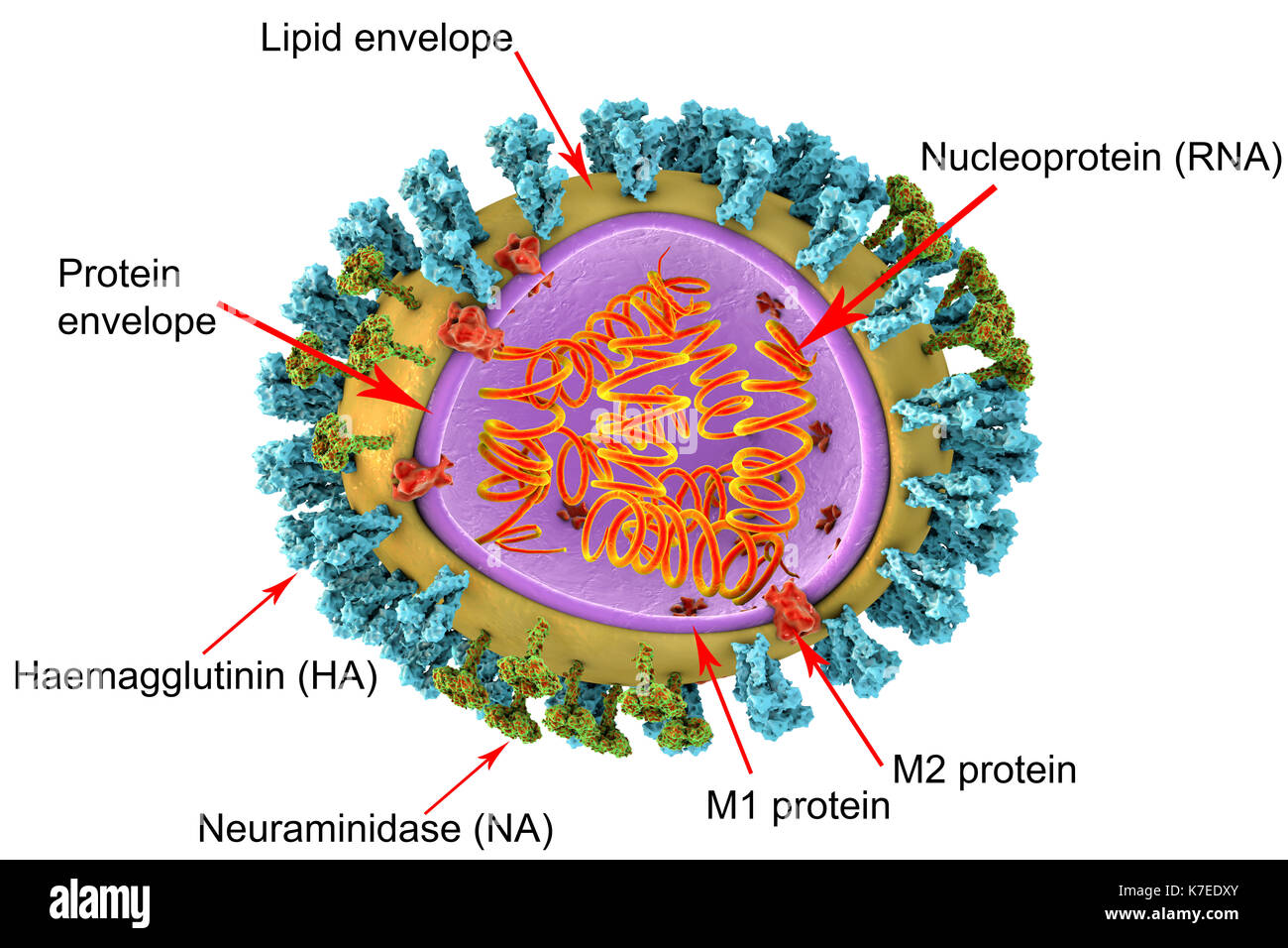 3D illustration of influenza virus particle structure. The virus consists of a ribonucleic acid (RNA, orange coils) core, surrounded by a nucleocapsid (purple) and a lipid envelope (yellow). Spanning the capsid and envelope are M2 proteins (red), that act as proton pumps. In the envelope are two types of protein spike, hemagglutinin (H, blue) and neuraminidase (N, green), which determine the strain of virus. Stock Photo