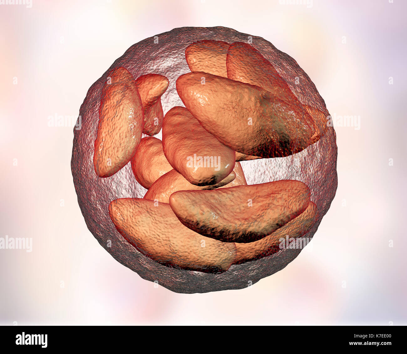 Toxoplasma Gondii Stock Photos & Toxoplasma Gondii Stock Images - Alamy